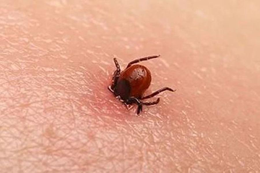 Prefeitura confirma que paciente morre com febre maculosa em Natividade