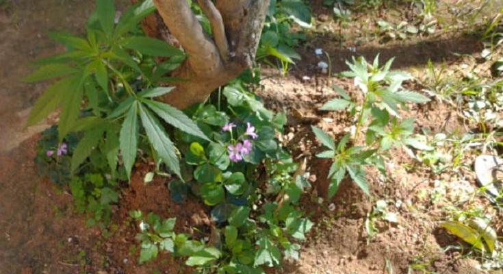 Denúncia leva polícia apreender pés de maconha em Bom Jesus do Itabapoana.