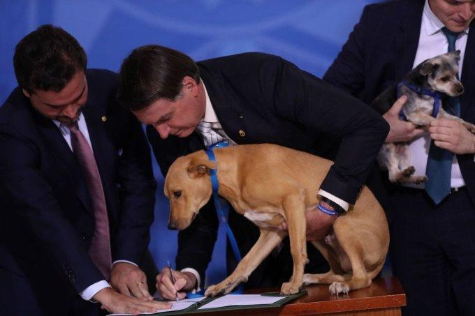 Bolsonaro sanciona lei que aumenta pena a maus-tratos a cães e gatos.