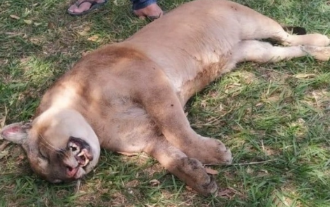 Onça parda morre ao ser atropelada na Campos-São Fidélis