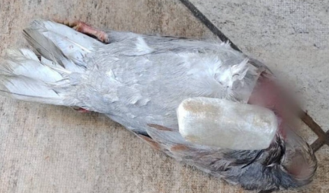 Campos: Pombo carregando 200 gramas de cocaína é encontrado em presídio.