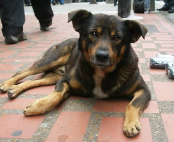 Estado adere à campanha de castração e doação de ração.