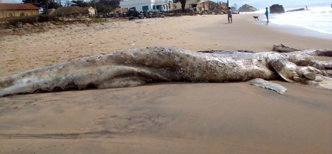 São João da Barra: Baleia é encontrada morta em areia da Praia de Atafona.
