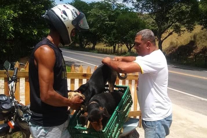 MAIS DE 3 MIL ANIMAIS SÃO VACINADOS NA ZONA RURAL DE ITAPERUNA