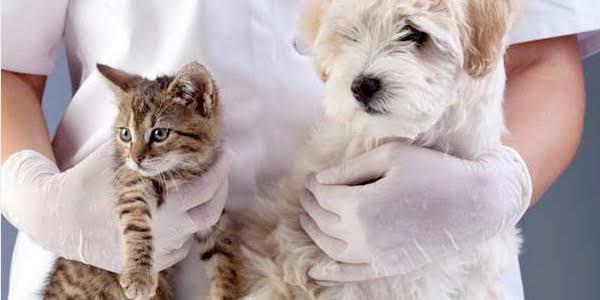 Italva terá programa de castração gratuita para cães e gatos