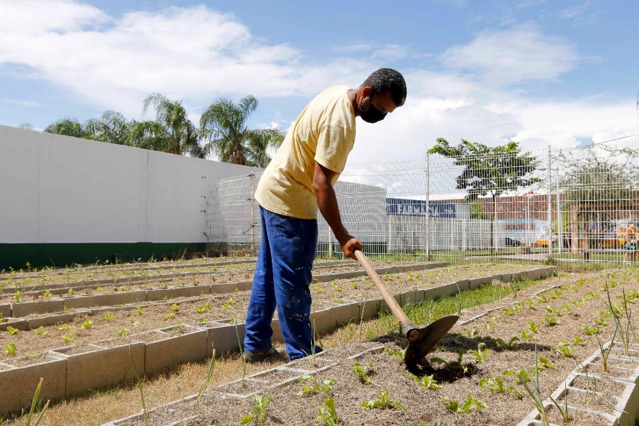 Horta escolar é uma das novidades na volta às aulas no Colégio Estadual Compositor Luiz Carlos da Vila