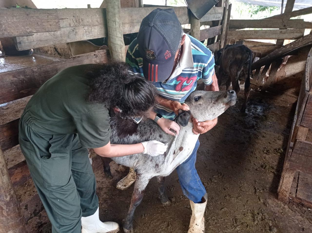 Itaperuna avança com a ‘Campanha de Vacinação contra Brucelose’