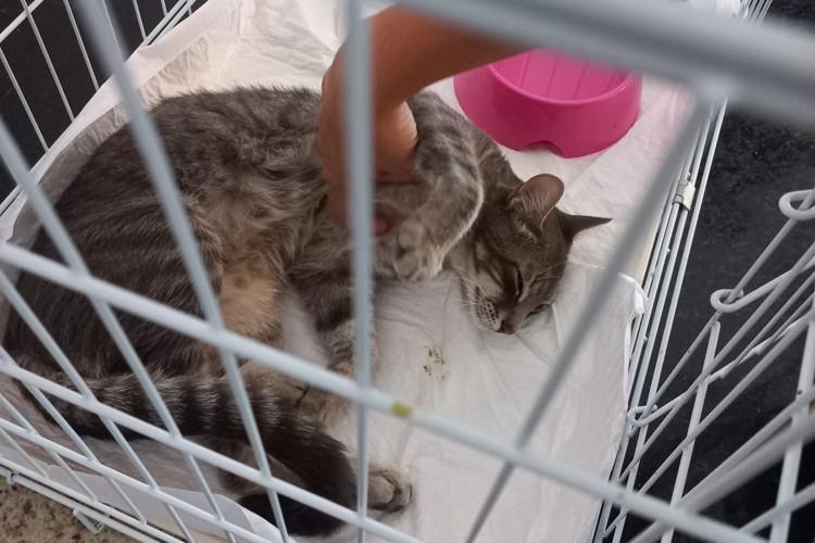 Campos: Feira de adoção do CCZ tem quase 30 animais adotados no primeiro dia de evento