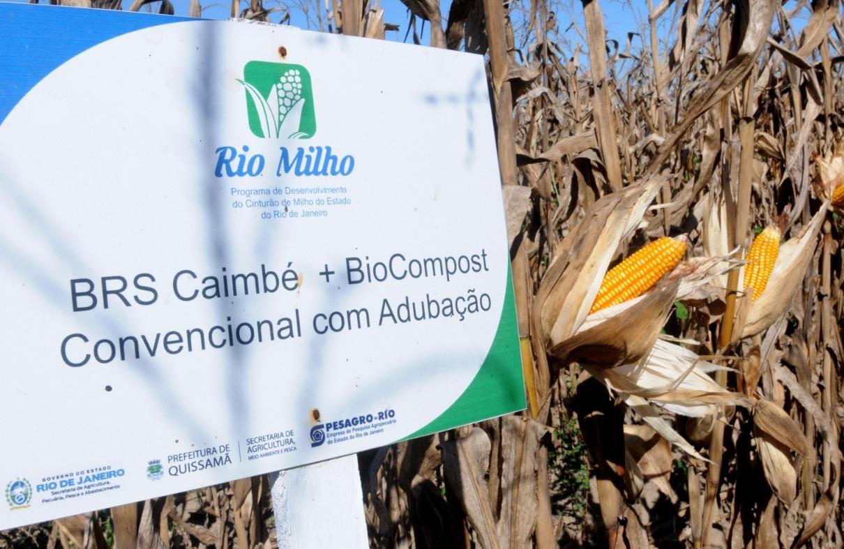 Quissamã e Pesagro iniciam a primeira colheita do Rio Milho