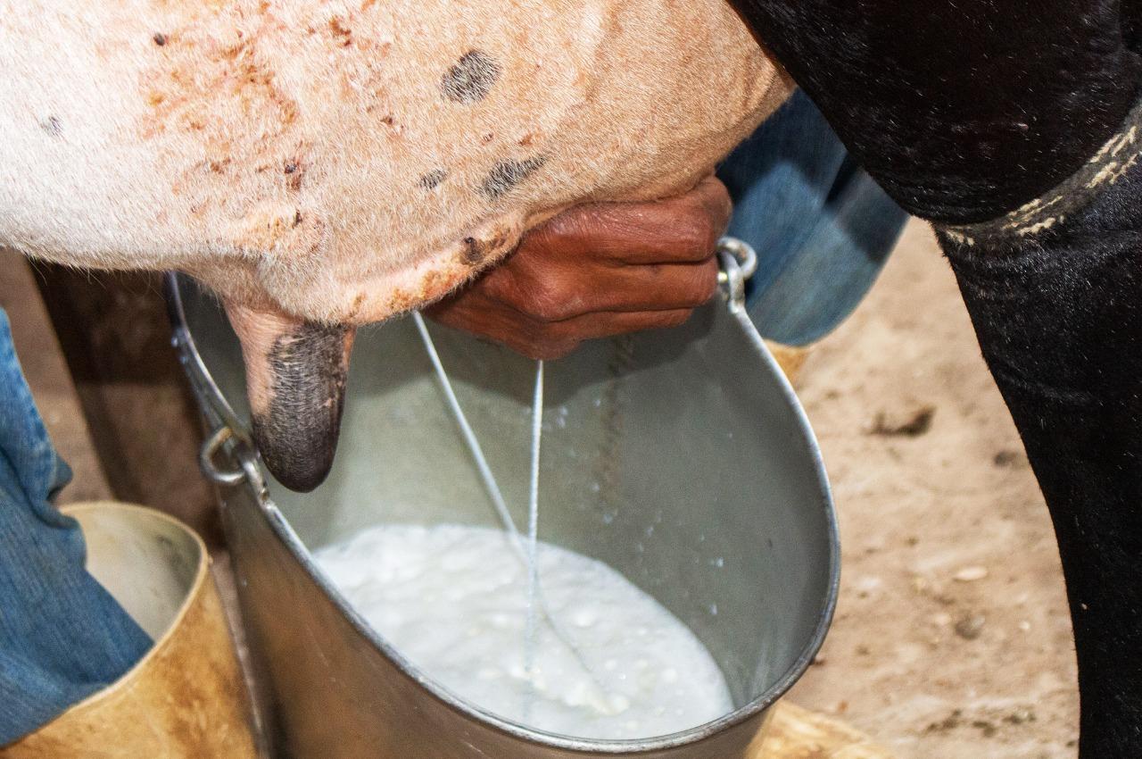 49ª Exposição Agropecuária e Concurso Leiteiro de Itaperuna