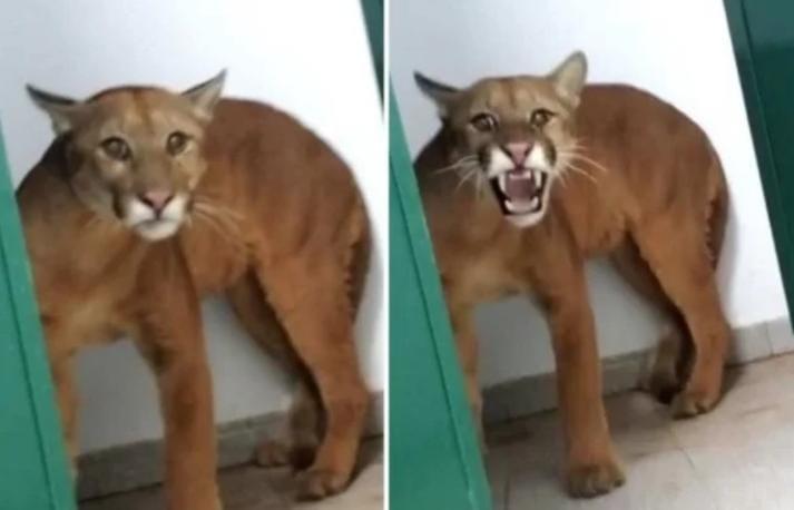 Onça parda é encontrada por aluno em banheiro de escola em Nova Lima (MG)