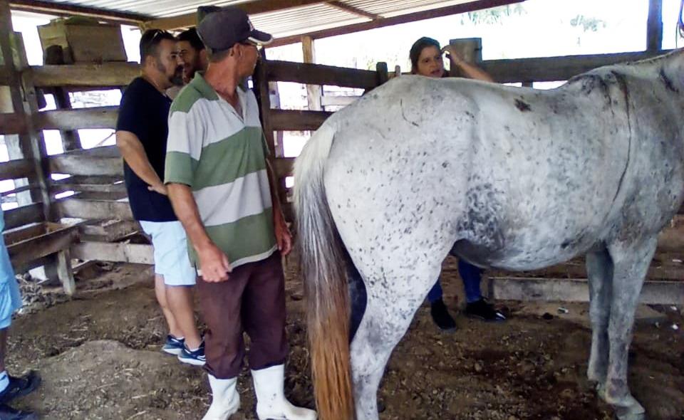 Secretaria do Ambiente de Itaperuna investiga ataque de onça em cavalo