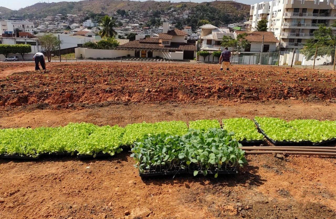‘Programa Mãos à Horta’ visa plantar mais de 300 mil mudas de hortaliças em Itaperuna