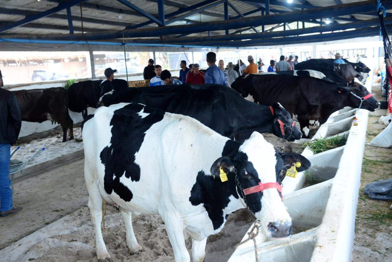 Concurso leiteiro da 24ª Exposição Agropecuária de Quissamã  com 25 competidores