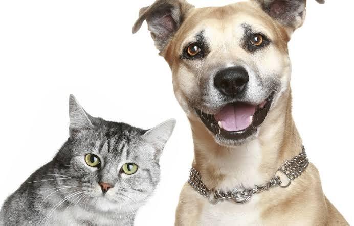Prefeitura de Italva oferece vacinação antirrábica para cães e gatos