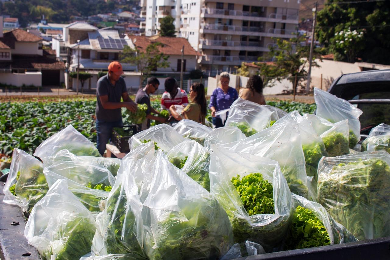 Prefeitura de Itaperuna começa a colher hortaliças do ‘Programa Mãos à Horta’ 