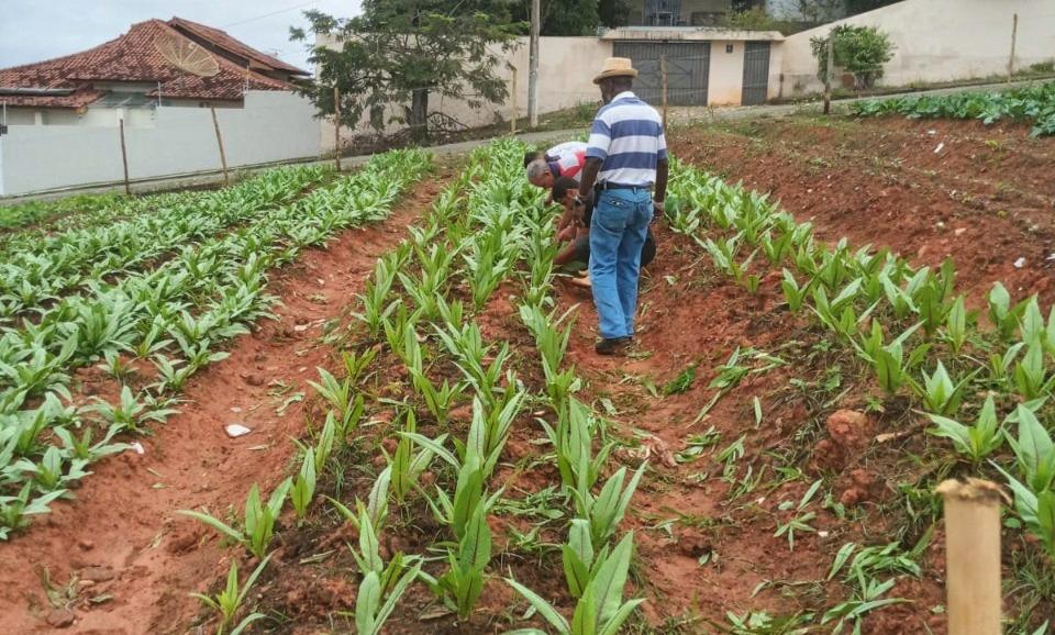 Secretaria de Agricultura de Itaperuna realiza mais uma colheita na horta comunitária