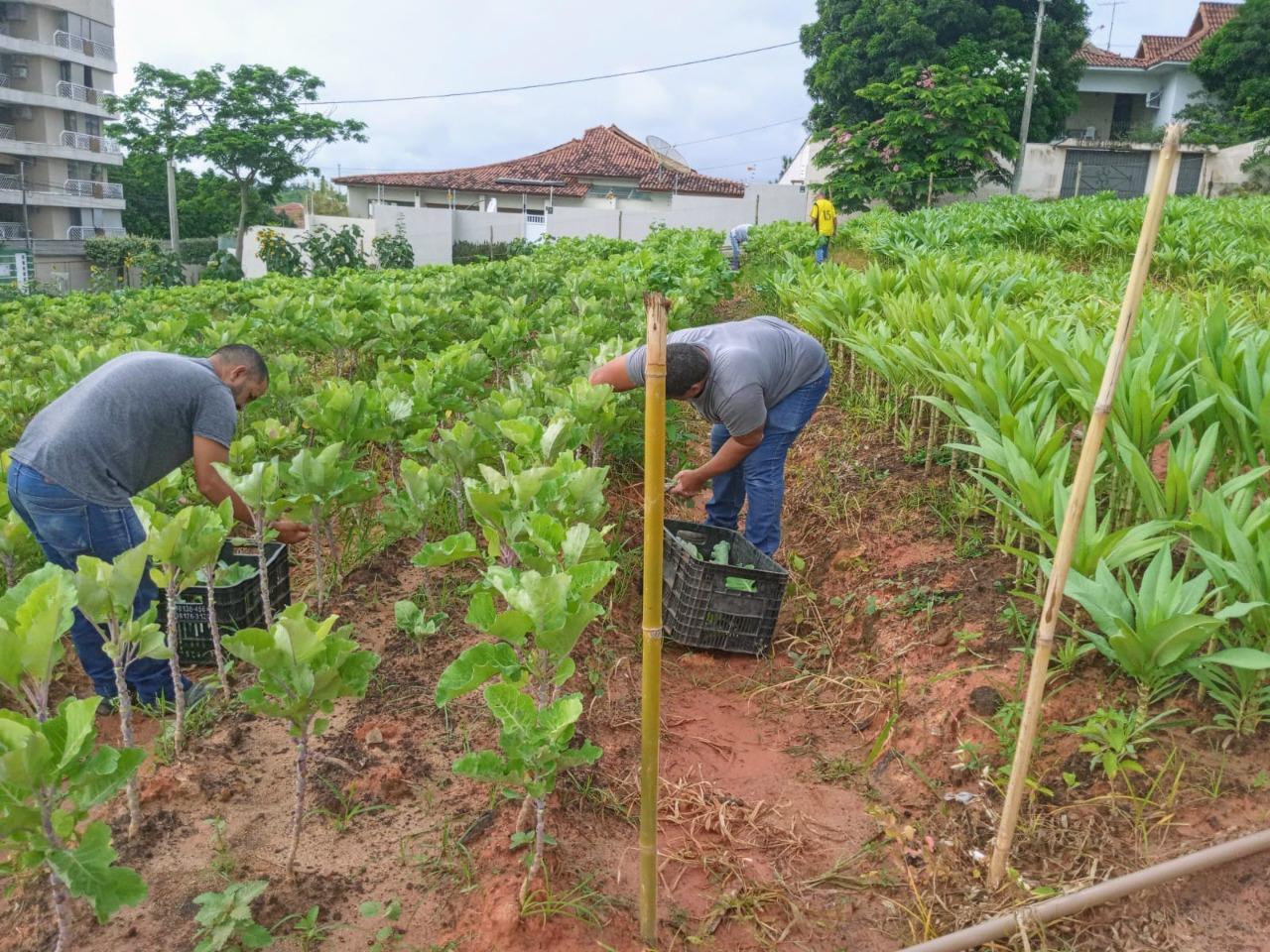Horta comunitária em Itaperuna complementa a alimentação de muitas famílias