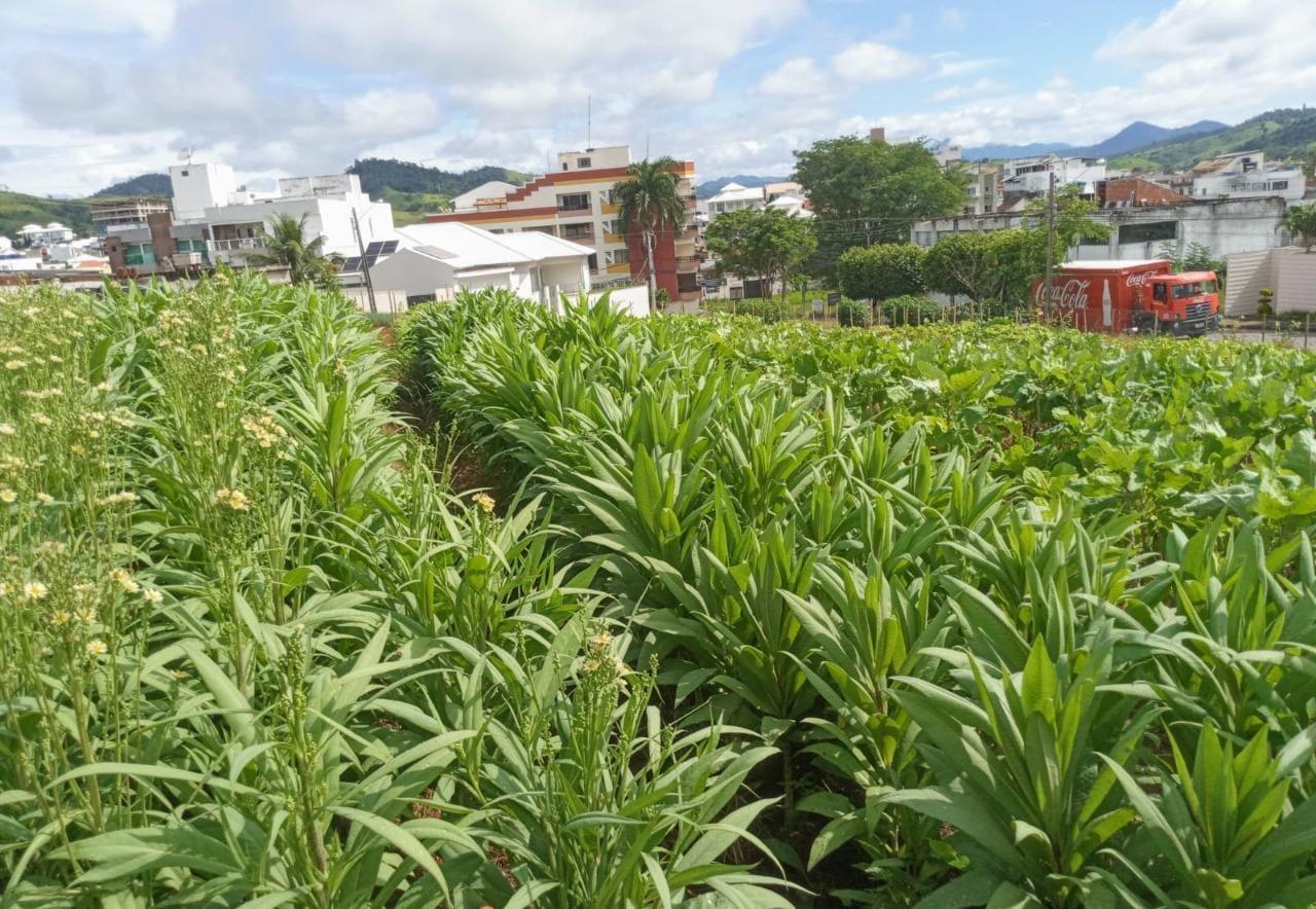 ‘Programa Mãos à Horta’ realça a paisagem em Itaperuna