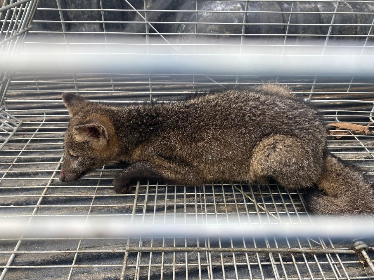 Técnicos da Secretaria do Ambiente de Itaperuna realizam a soltura de cachorro do mato
