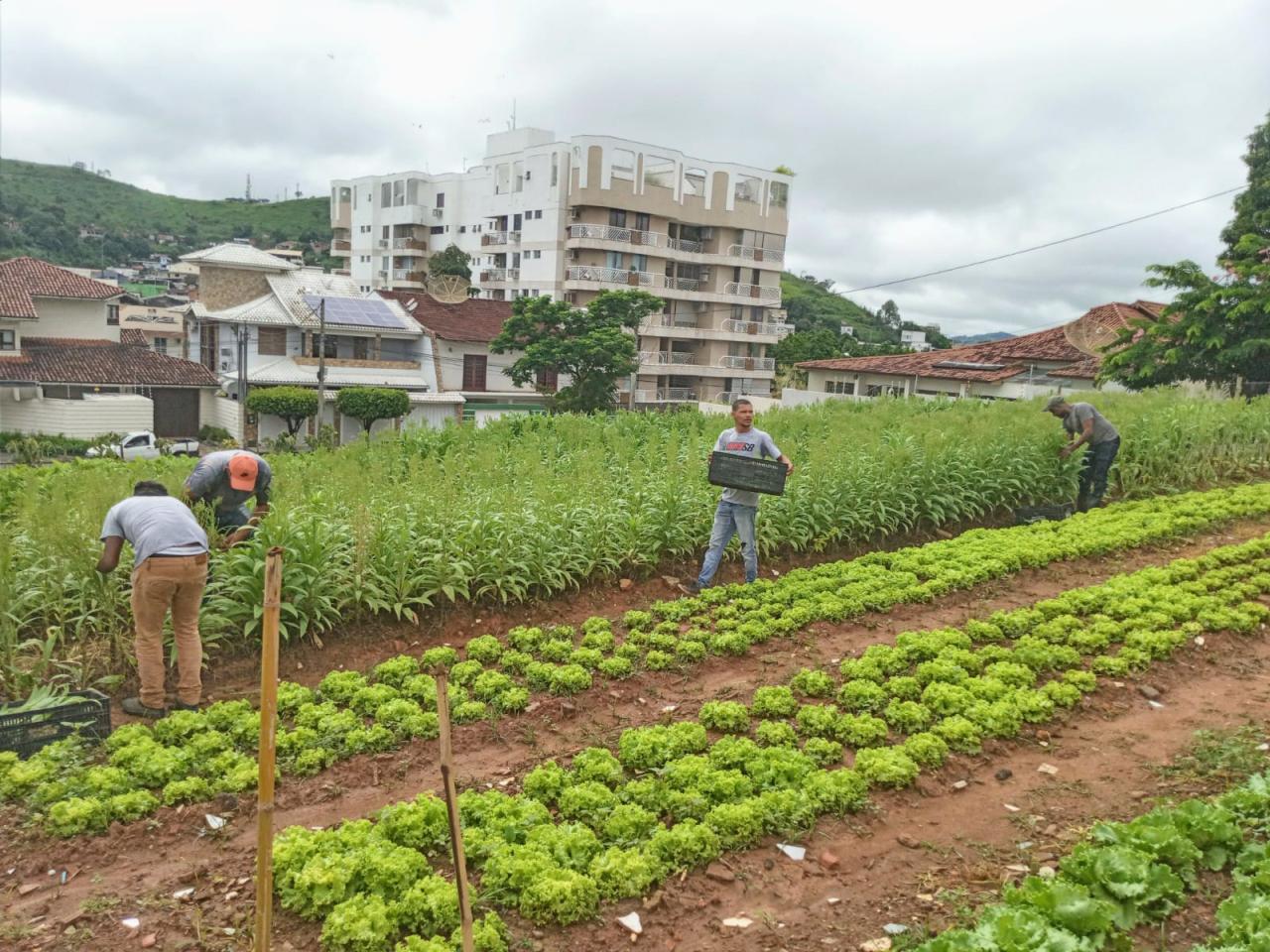 Equipe da Secretaria de Agricultura intensifica colheita de hortaliças em Itaperuna