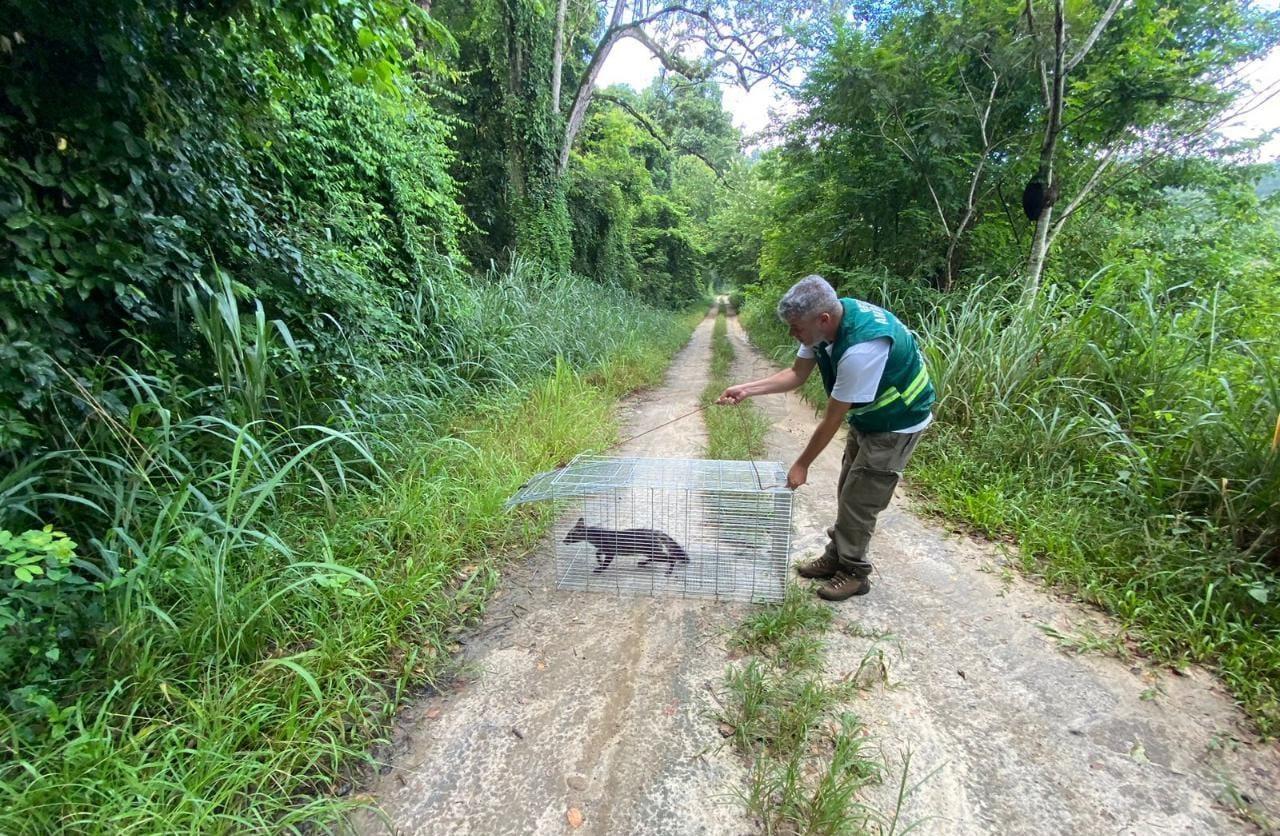 Mais um cachorro do mato é solto pela equipe da Secretaria do Ambiente de Itaperuna