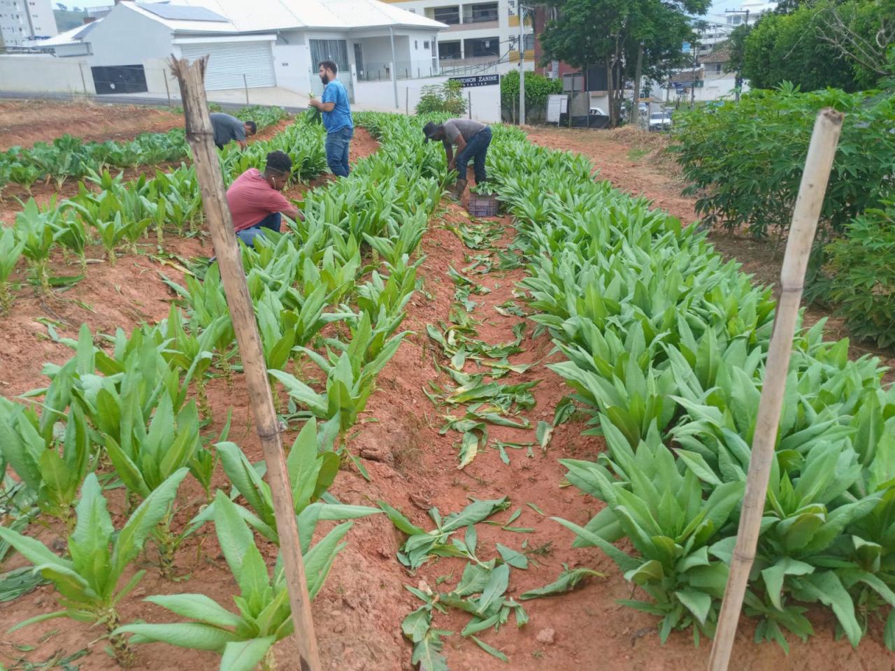 ‘Quem planta, colhe; e muito’, diz prefeito de Itaperuna