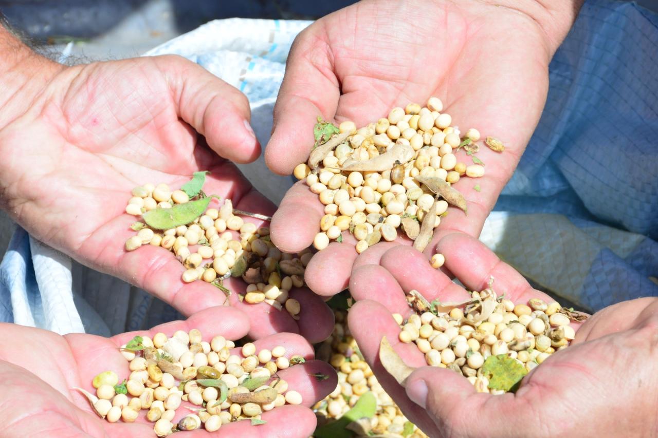 Quissamã inicia colheita de cultivares de soja no Horto Municipal 