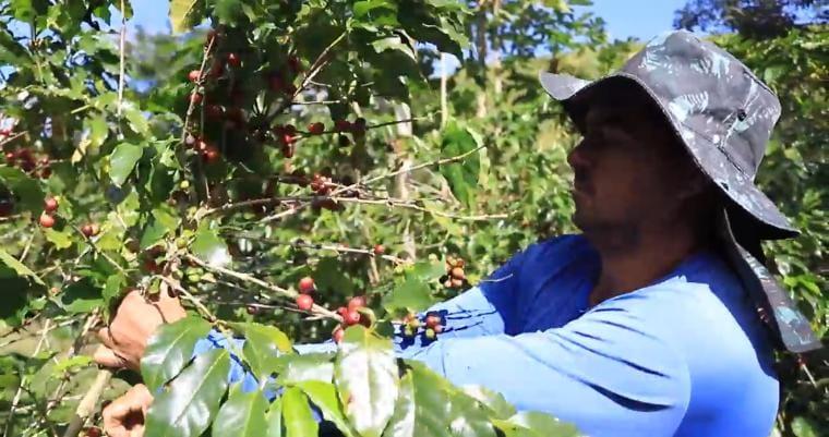 Da plantação à xícara, produção especial impulsiona Vale do Café a partir de incentivos do Governo do Estado