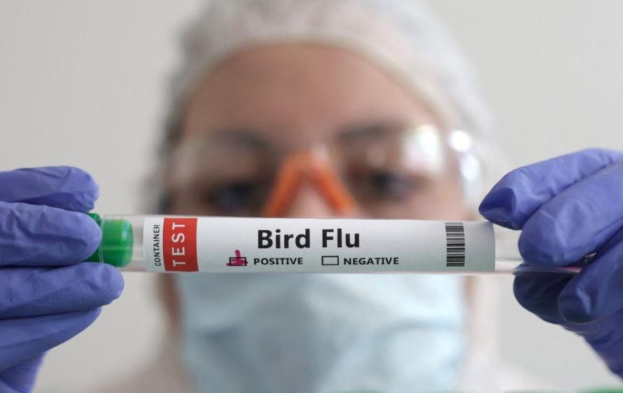 Influenza Aviária: Estado do Rio tem dois novos casos confirmados de H1N5 em aves silvestres