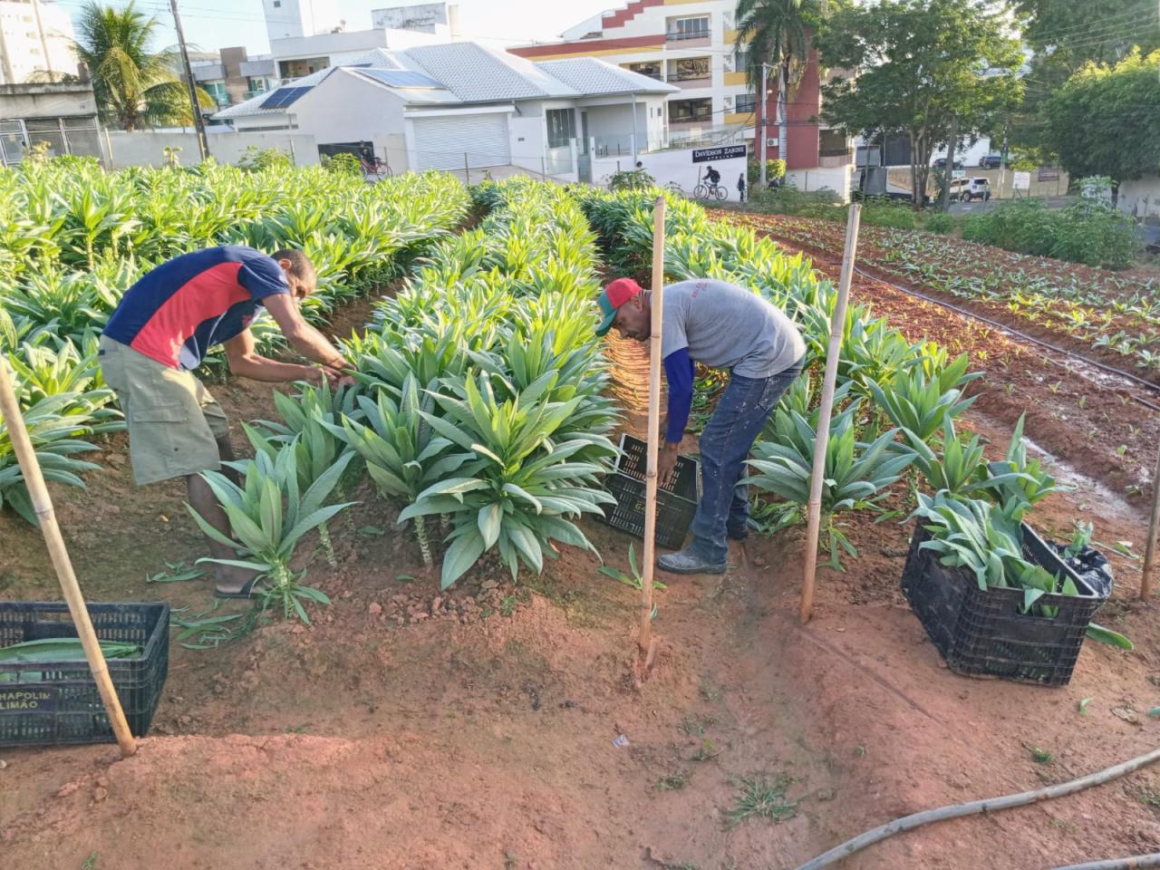 ‘Programa Mãos à Horta’ deixa a paisagem mais verde em Itaperuna