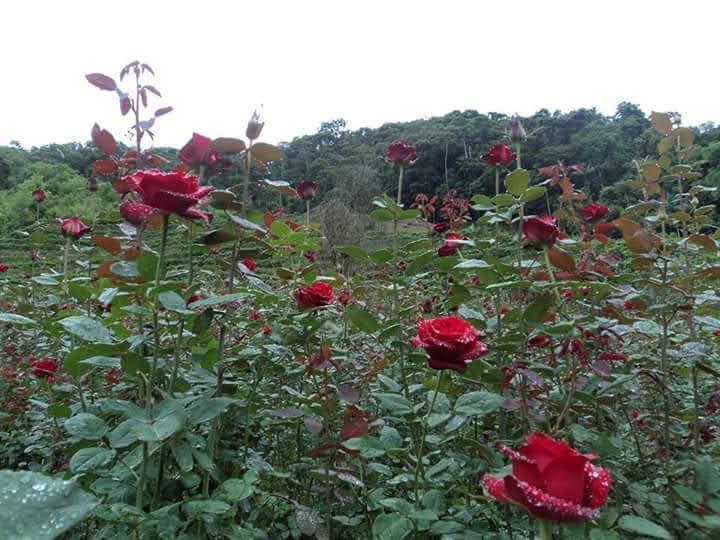 Secretaria de Agricultura disponibiliza linha de crédito Florescer para produtores de flores