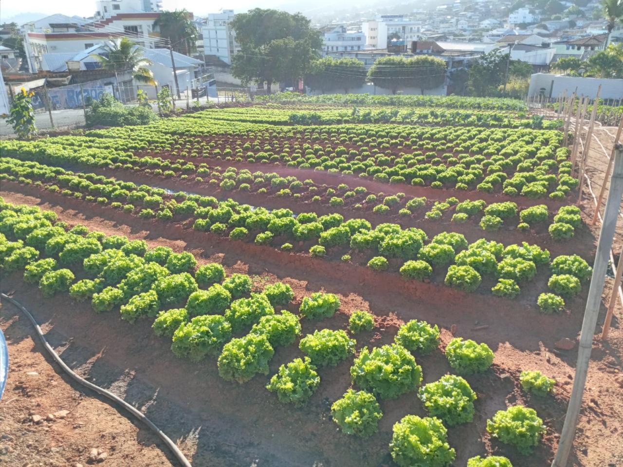 Itaperuna: equipe da Secretaria de Agricultura cuida com carinho da horta comunitária 