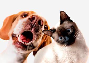 Castração gratuita de cães e gatos em Italva