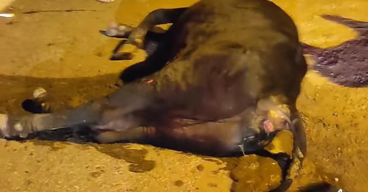 Cardoso Moreira - Veículo atropela animal na BR 356