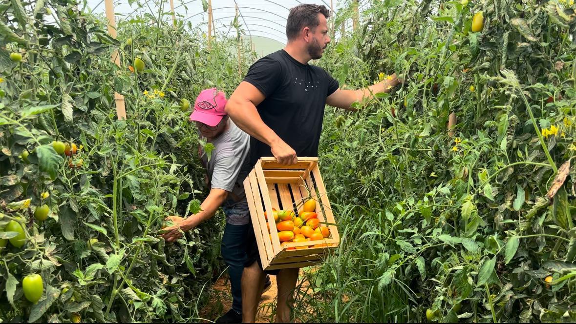 Dia do Tomate: Secretaria de Agricultura oferece incentivos para os produtores do cultivo protegido