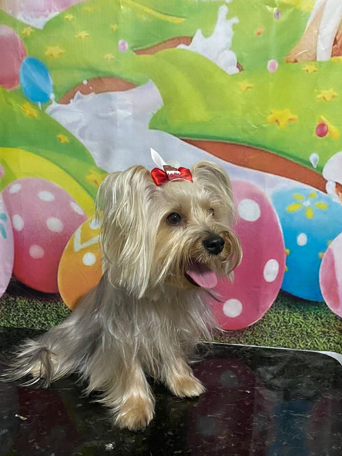 Onda de calor no Rio de Janeiro: saiba como proteger seu pet nos dias mais quentes