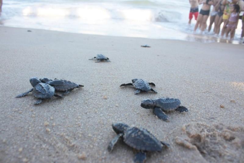 Tradicional soltura de tartarugas marinhas no verão em SJB inicia nesta sexta