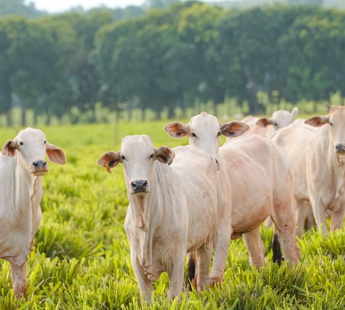 Secretaria de Estado de Agricultura do RJ e Rede ILPF assinam acordo para expansão do Sistema Integração-Lavoura-Pecuária-Floresta