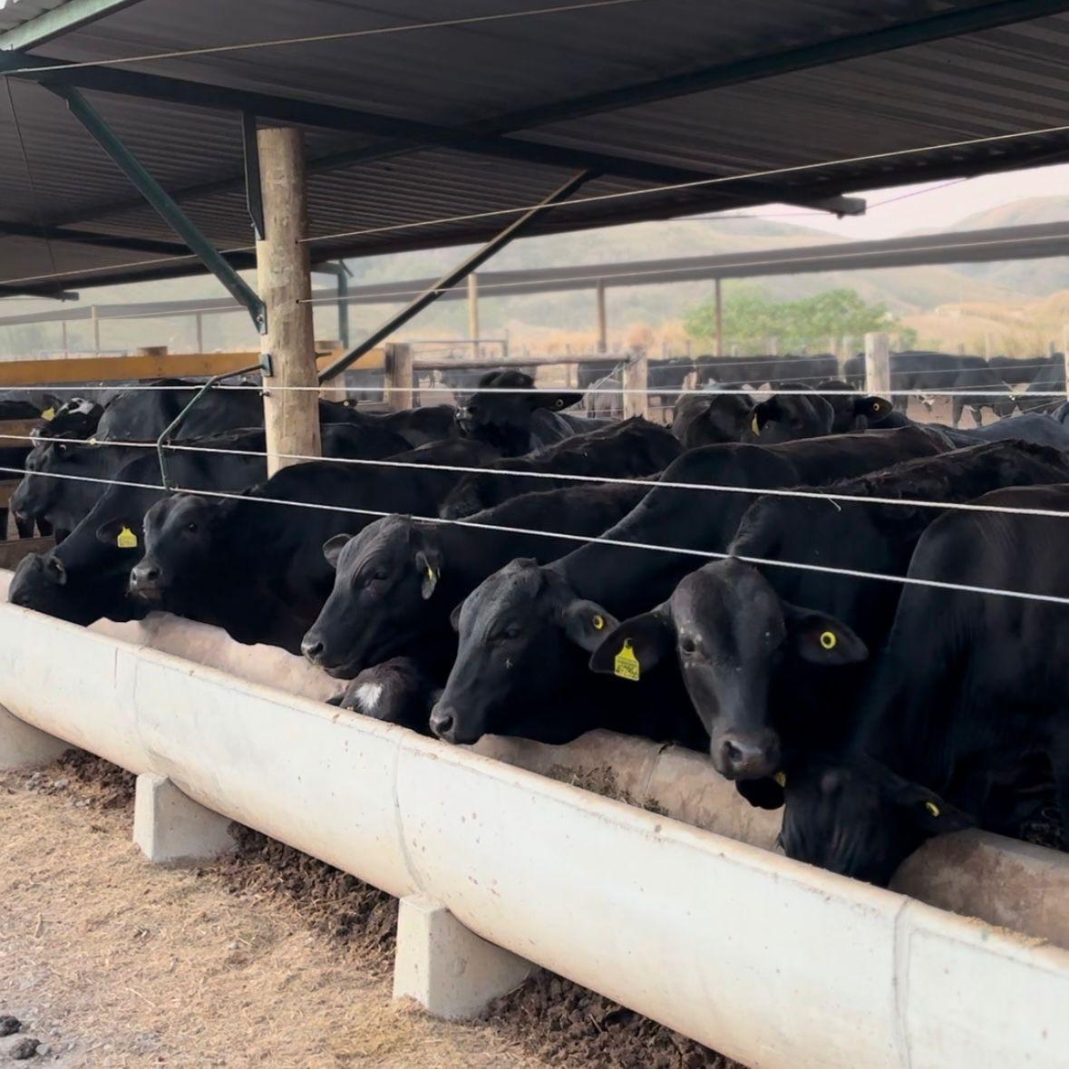 Secretaria de Estado de Agricultura participa do processo da primeira exportação de gado vivo do RJ