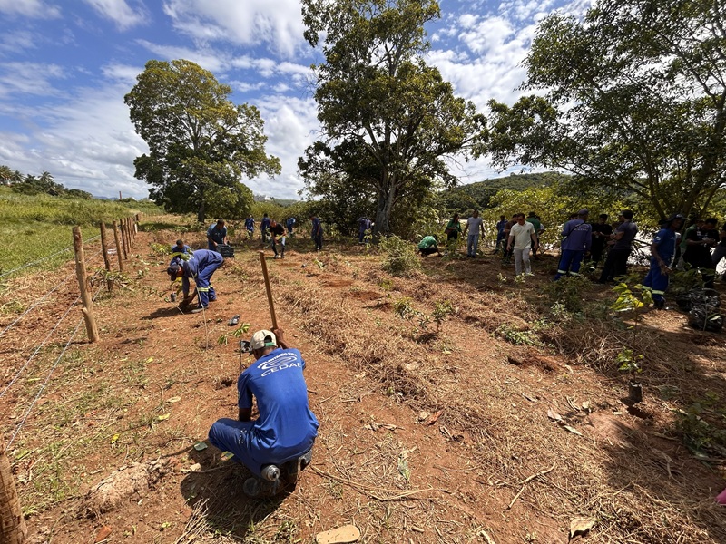 Cedae inicia reflorestamento de área de 40 mil m² em Itaperuna