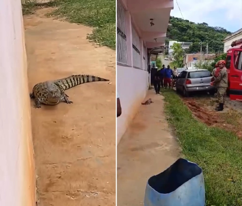 Populares flagram jacaré caminhando em rua de bairro de Itaperuna