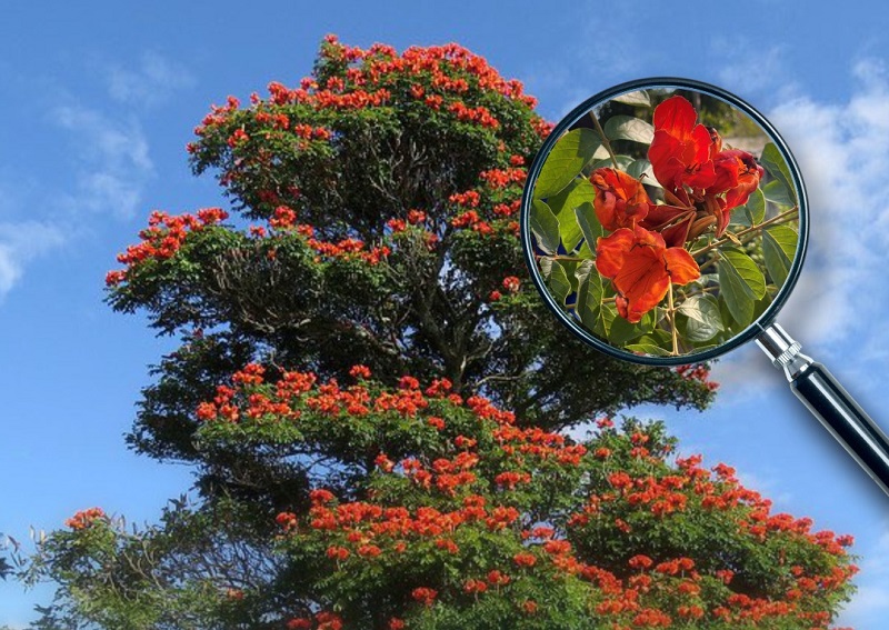 Porciúncula proíbe plantio de árvore exótica para proteger abelhas e biodiversidade