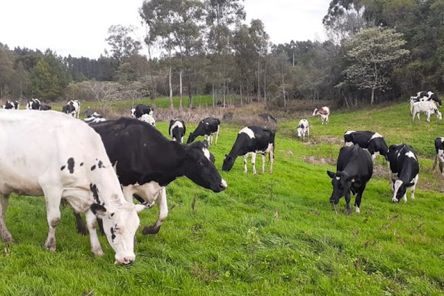 Secretaria de Agricultura de Italva convoca produtores rurais para atualização obrigatória de rebanho