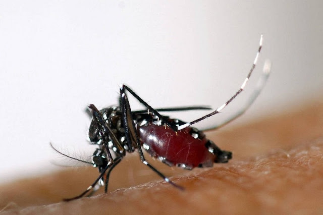 Depois de duas mortes, Ministério da Saúde suspende vacina da dengue do Butantan