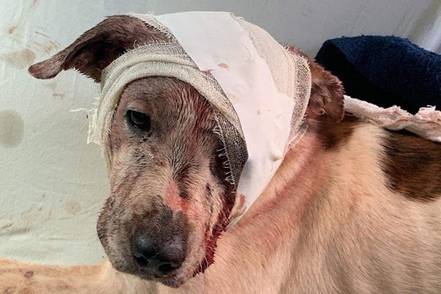  Condutor de veículo pode perder a CNH ao abandonar animal em vias públicas