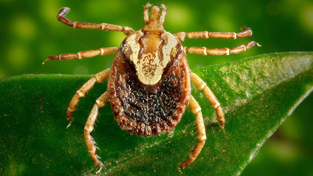 Prefeitura de São Fidélis confirma caso de febre maculosa após mortes suspeitas