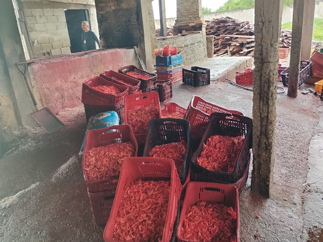 Fiscalização apreende 440 kg de camarão produzido clandestinamente em Farol de São Thomé