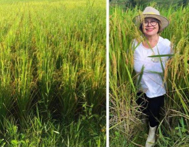 Produção de Arroz Negro de Italva é destaque na região entre produtores