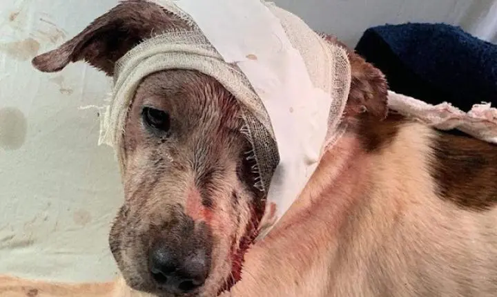  Condutor de veículo pode perder a CNH ao abandonar animal em vias públicas